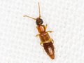 Lithocaris nigriceps